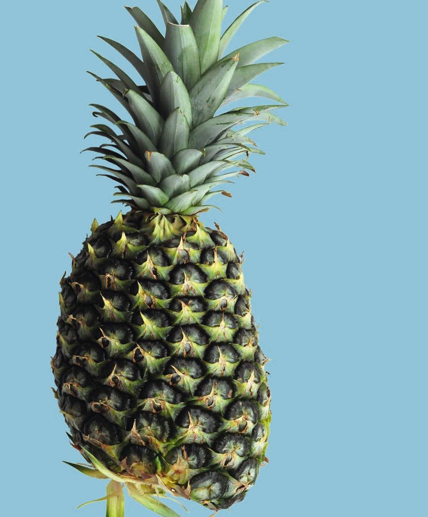 UNECE Explanatory Brochure on the Standard for Pineapples Photo 47