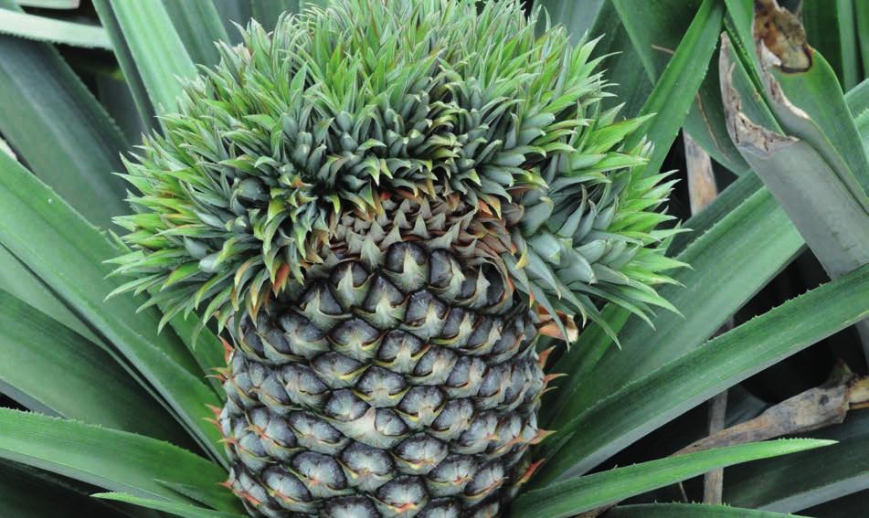 UNECE Explanatory Brochure on the Standard for Pineapples Photo 50