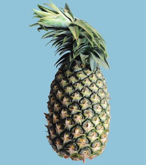 UNECE Explanatory Brochure on the Standard for Pineapples Photo 54 Classification: Class II, defects in shape, including a double crown.
