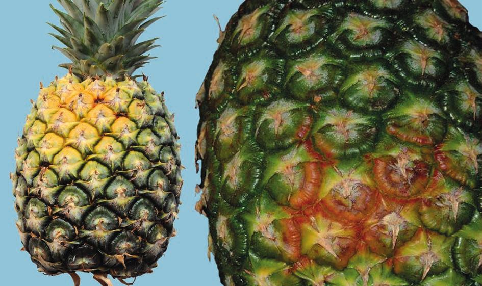 UNECE Explanatory Brochure on the Standard for Pineapples Photo 57 Classification: Class II, defects in colouring, including sun-scorch.