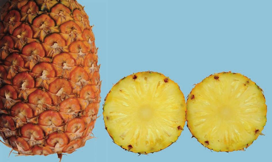 UNECE Explanatory Brochure on the Standard for Pineapples - bruises Interpretation: Bruising is allowed as long as the flesh remains free of