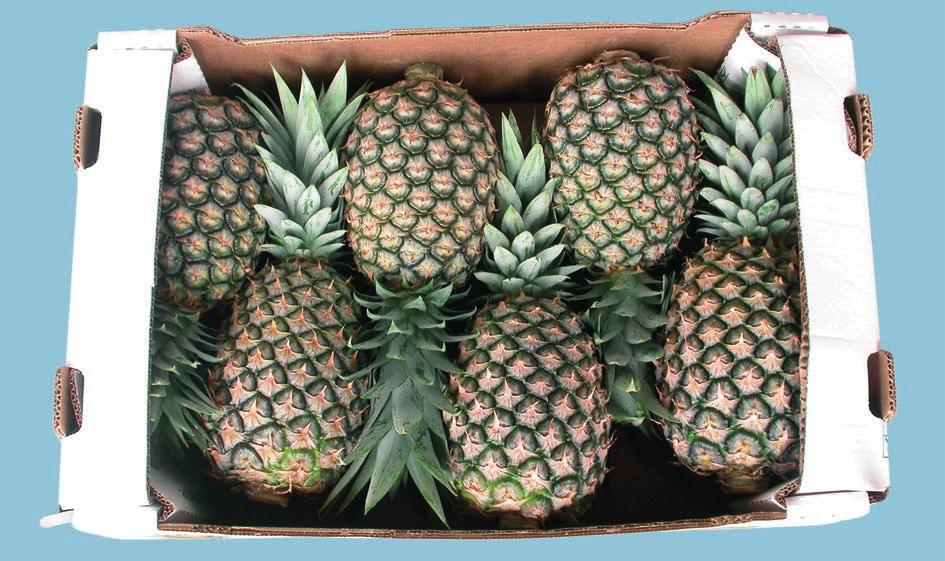 V. Provisions concerning Presentation A. Uniformity The contents of each package must be uniform and contain only pineapples, with or without crowns, of the same origin, variety, quality and size.