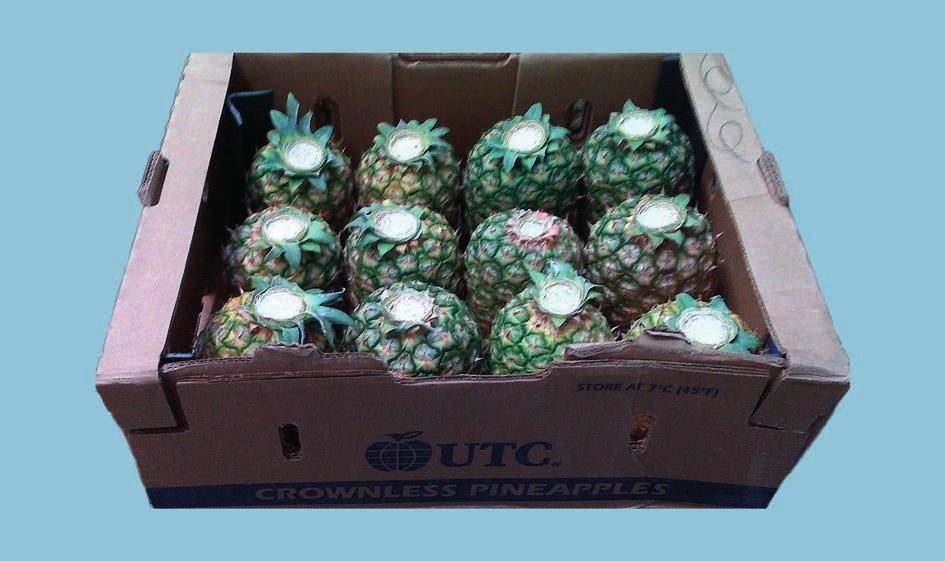 Provisions concerning Presentation Photo 64 Presentation: Uniformity. Crownless fruit allowed in all classes 65 B. Packaging Pineapples must be packed in such a way as to protect the produce properly.