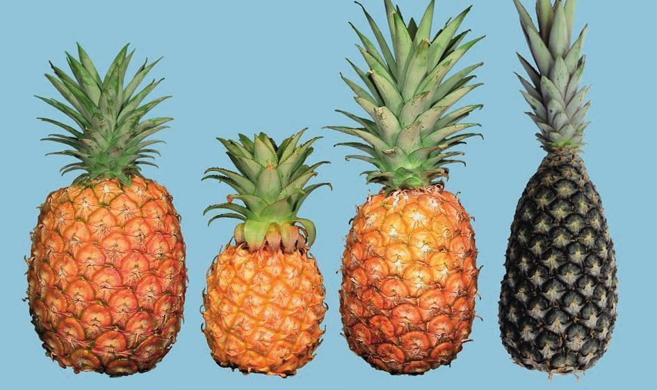 I. Definition of Produce This standard applies to pineapples of varieties (cultivars) grown from Ananas comosus (L.) Merr.
