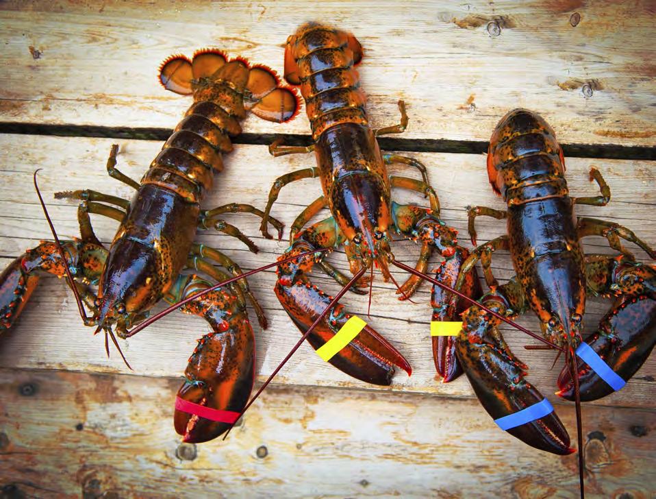 FROM THE LOBSTER POT Twin Lobster Special Maine Lobster Dinner A pair of 1 1/4 pound Maine lobsters served steaming hot with drawn butter and lemon - mkt A steamed 1 1/4 pound fresh Maine lobster
