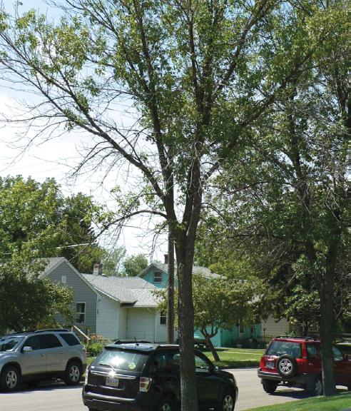 gardens A P R I L 2 018 S O U T H DA KOTA S TAT E UN I V ER S I T Y AGRONOMY, HORTICULTURE & PLANT SCIENCE DEPARTMENT How to Identify an Ash Tree Infested by Emerald Ash Borer John Ball Professor,