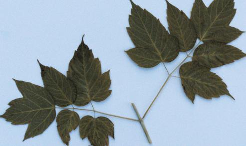 Figure 4. (top photo) Boxelder leaves are arranged opposite to one Figure 6.