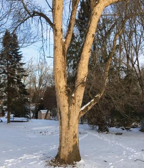 Other trees that may have ash as part of their common name, such as ash-leaf maple, better known as boxelder (Acer negundo), and mountainash (Sorbus), are not attacked by