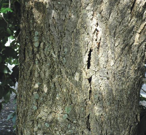 Dead and dying ash trees are a common sight on the Northern Plains and there are many possible reasons for a tree s decline ranging from drought to attack by our native insects.