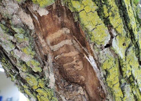 This generally appears as blonding, where the outer, rougher, layer of bark has been stripped off by the woodpecker exposing a smooth lighter bark (Figure 8).