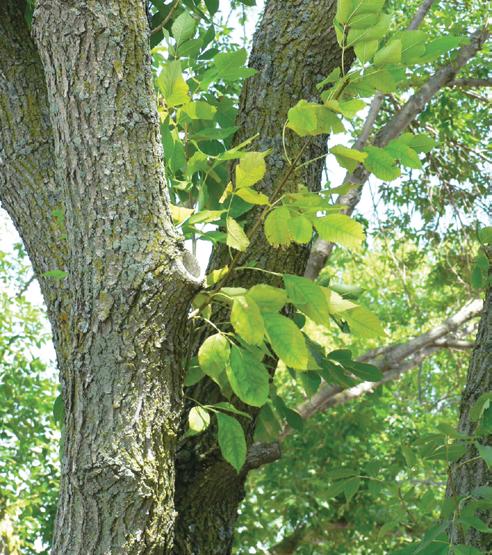 Another symptom of an emerald ash borer infested tree is a thinning canopy, one in which there are individual branches dying throughout the crown (Figure 14).