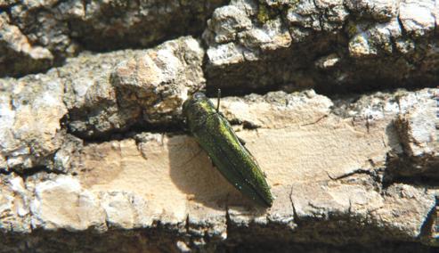 The adult emerald ash borer is a slender, 3/8- to 1/2-inch long, metallic green beetle (Figure 19).