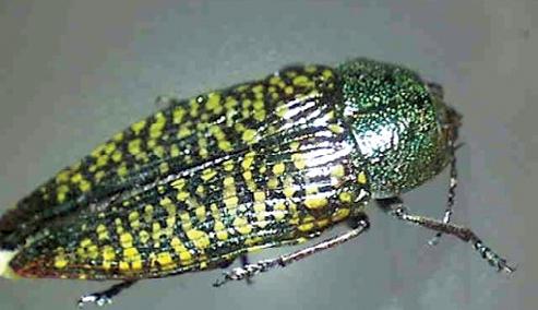 Emerald ash borer larvae have 8 bell-shaped segments and two Native insects that infest ash small pinchers at the rear. The following are the native borers that frequently attack stressed ash trees.