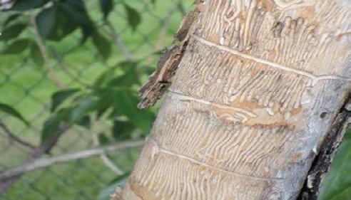 Ash/lilac borer (Podosesia syringae), also known as a clearwing borer, is a common insect on the Northern Plains that attacks the lower (10 to 15 feet) trunks of ash trees and the bases of
