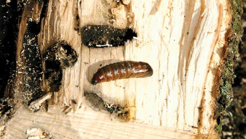 These insects create a round-oval exit hole, sometimes almost D-shaped, and slightly less than 1/4-inch in diameter (Figure 30). The galleries beneath the bark are similar Figure 22.