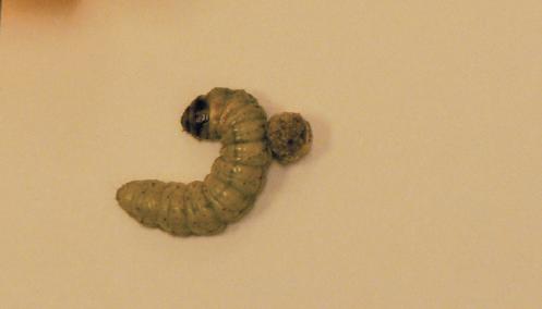 The mature larvae are almost 2- to 3-inches long with 3 pairs of sharp, hooked, legs on the thorax and 3 pair of tiny leg-like appendages on the abdomen called prolegs.