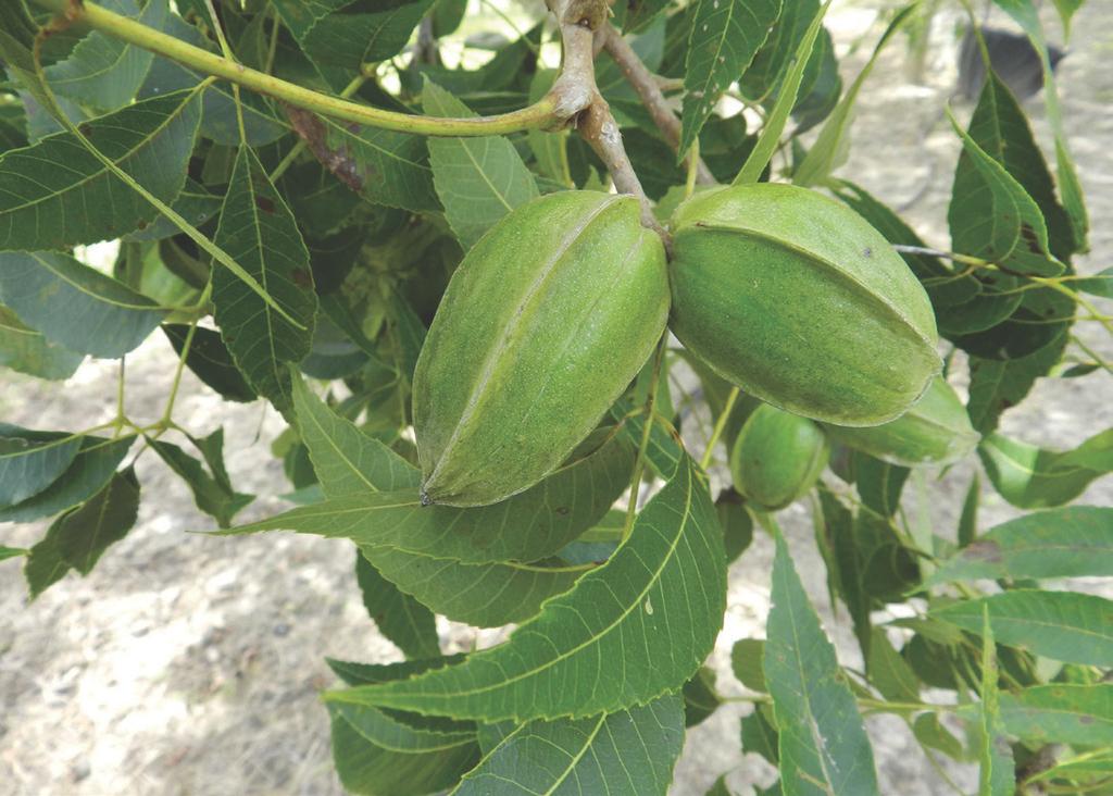 HS106 1 Peter C. Andersen 2 Summary The performance of 26 cultivars of pecan (Carya illinoensis [Wangeh.] K.