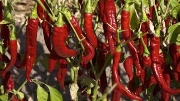 Later, in May, when the plant has already grown, it is moved to the land so that it completes its growing. The varieties of peppers used are mainly Jaranda, Jariza and Bola.