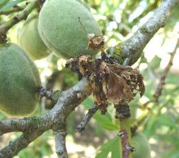 Brown rot Biologicals: Botector, Fracture,