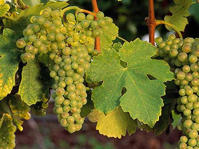 ROUSANNE Originated in the rhone region of France MOSTLY SEEN IN THE RHONE IN CROZES-HERMITAGE, HERMITAGE AND ST. JOSEPH. BLENDED WITH MARSANNE.