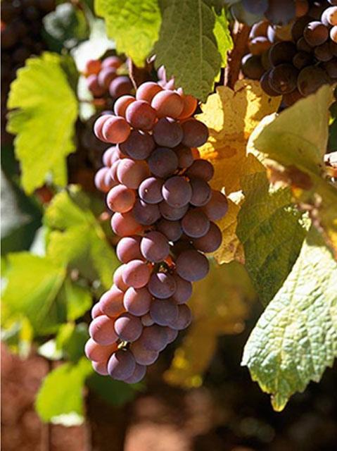 PINOT GRIGIO ORIGIN IS BURGUNDY, FRANCE A MUTATION OF PINOT NOIR GAINED POPULARITY ALL OVER THE WORLD AS THE ITALIAN WINE PINOT GRIGIO IT I S GROWN ALL OVER THE WORLD AND COMES IN MANY DIFFERENT