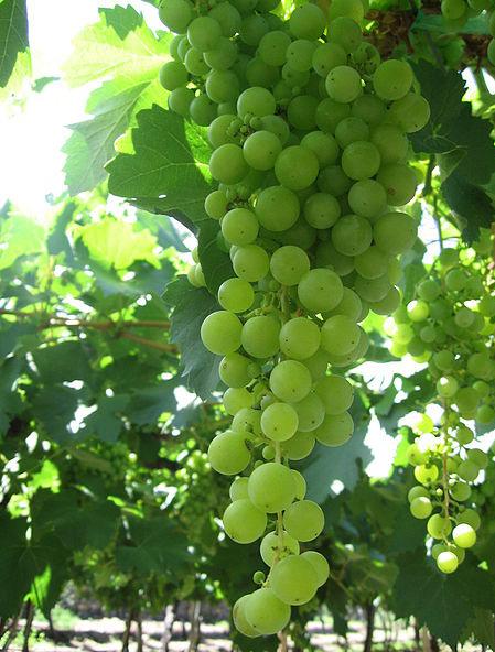 TORRONTES ORIGIN IS MEDITERRANEAN THERE IS A VARIETY IN SPAIN NEAR GALICIA KNOWN AS TORRONTES, HOWEVER, DNA SHOWS THAT IT CAN BE RELATED TO A STRAIN OF MALVASIA FROM THE ISLAND OF MADIERA IT COULD BE