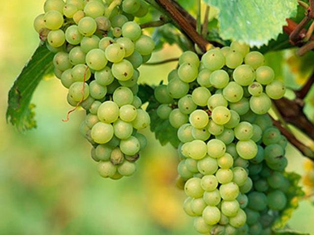 PINOT BLANC Originated in France; Burgundy It is a genetic mutation of Pinot Noir ALSACE BLENDED WITH PINOT GRIS, AUXEROISE BLANC, PINOT NOIR GERMANY (WEISSBURGUNDER) VERY SIMILIAR TO ALSATIAN STYLE