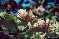 Symptoms Xylella may not cause symptoms in all host species and these symptoms can vary between hosts Transmission from asymptomatic to
