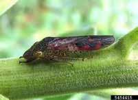 Well known effective vectors Scientific name Common name(s) Associated host disease Acrogonia terminalis Citrus variegated