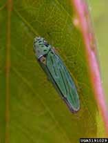 Draeculacephala minerva Green sharpshooter Pierce's disease Graphocephala atropunctata Blue-green sharpshooter Pierce's