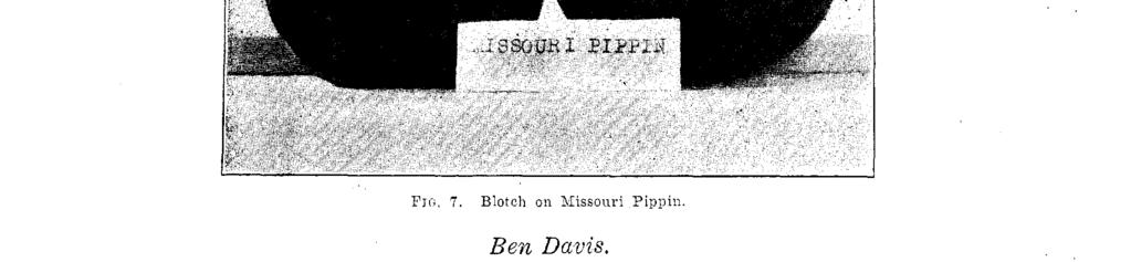 Missouri Pippin. The injury starts as a small, soiid brown spot or collection of brown fibers beneath the skin.