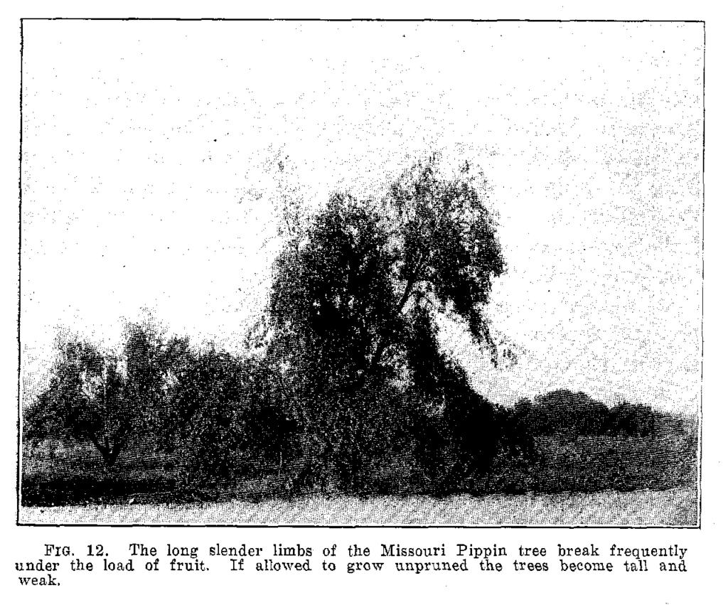 Review of 1912. The work of the past season in the control of the blotch fungus was outlined with a view of testing two methods of control.