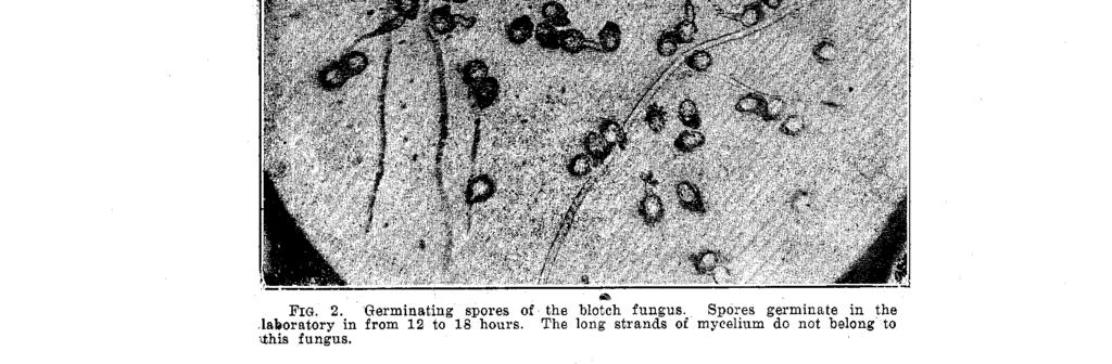 ) No spores were pro- duced in prune or potato agar or on potato cylinders, but applewood cultures produced spores abundantly.