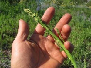 1.6 Wild Asparagus Quite similar to the kind you buy in store, wild asparagus has a much thinner stalk than its domesticated cousin, but it is equally edible and packed with nutrients.