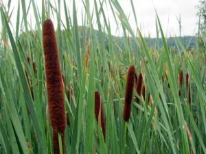 7 Cattails While they aren t the tastiest food ever, cattails provide a surprising source of emergency survival food in a pinch, and they beat eating beetles.