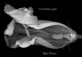 monoecious Male flower Gurania in Panama Cucumis