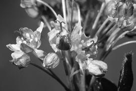 *Sapindaceae - maples CA 4-5 CO 0