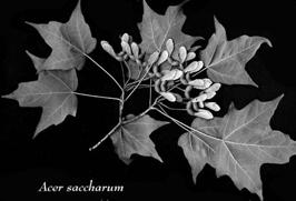 saccharum/nigrum Sugar/black maple