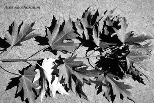 *Sapindaceae - maples *Sapindaceae -