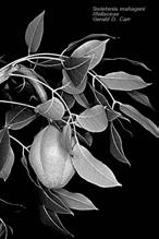 plnat Meliaceae -