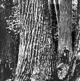 *Fagaceae - chestnuts American chestnuts