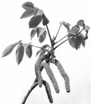 two subfamilies *Juglandaceae - walnuts Leaves