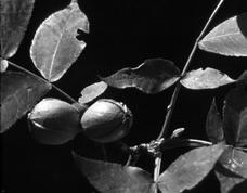 *Juglandaceae - walnuts Juglans cinera Butternut, white walnut