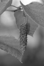 Juglans nigra - black walnut Carya ovata