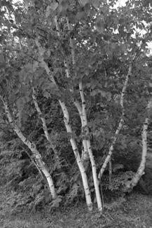 *Betulaceae - birches *Betulaceae - birches