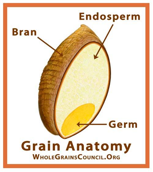 A Whole Grain Includes Everything Whole grains or foods made from them contain all three essential parts and all the naturally-occurring nutrients of the entire grain seed.