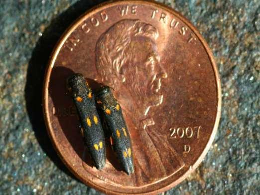 Native to AZ and Mexico Introduced on firewood Goldspotted Oak Borer 1 st detected in CA in 2004 San Diego Co survey traps