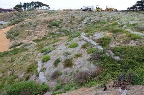 Site with planted Eriophyllum st., and Ceanothus thrys., both associated with P. cryptogea, also remnant Ceanothus thrys.