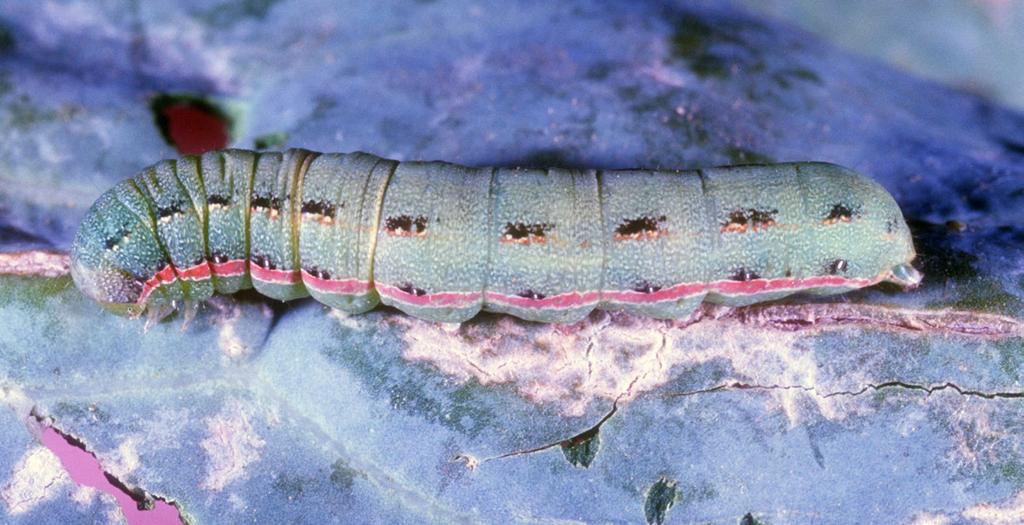 Larva There normally are five instars, although additional instars are sometimes reported. Duration of the instars under warm (summer) conditions is reported to be 2.3, 2.2, 1.8, 1.0, and 3.