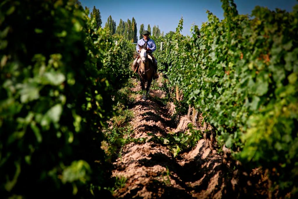 THE VINEYARD Situated in the Upper Mendoza Valley, Lujan de Cuyo is one of the best wine regions in Latin America and recognized as the birthplace of the Malbec grape - primarily for its proximity to